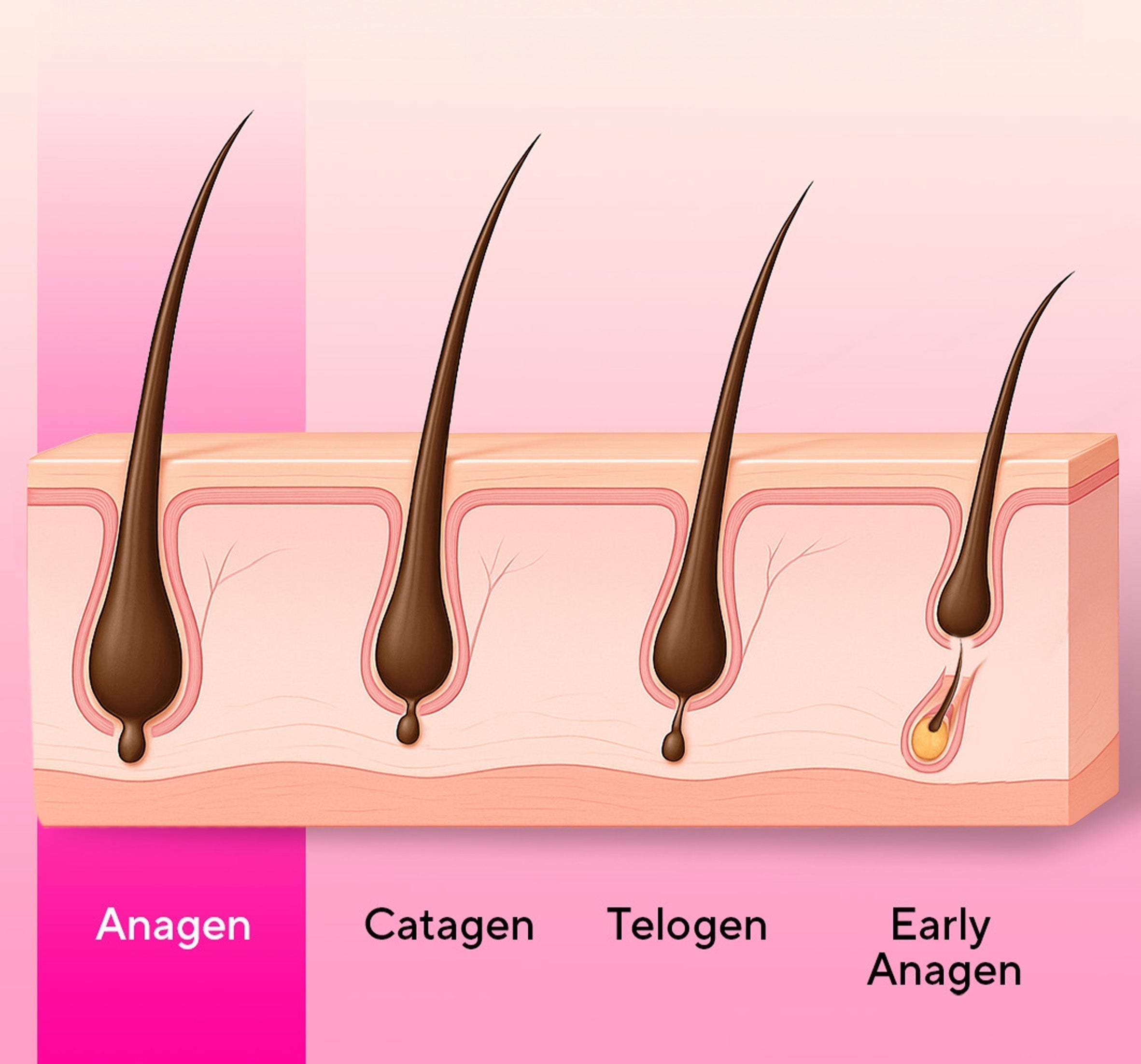 Natural Lash Growth Cycle - Stacy Lash