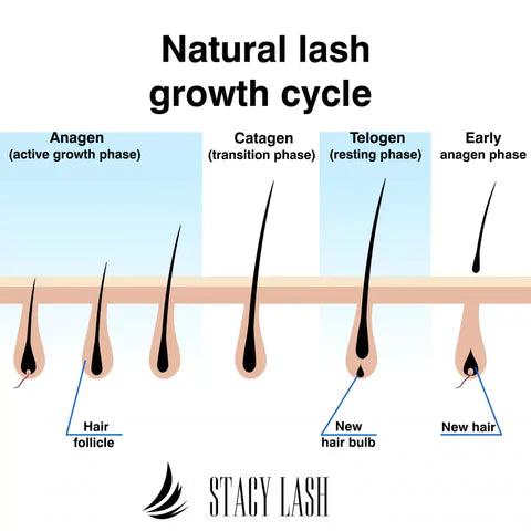 Natural Lash Growth Cycle