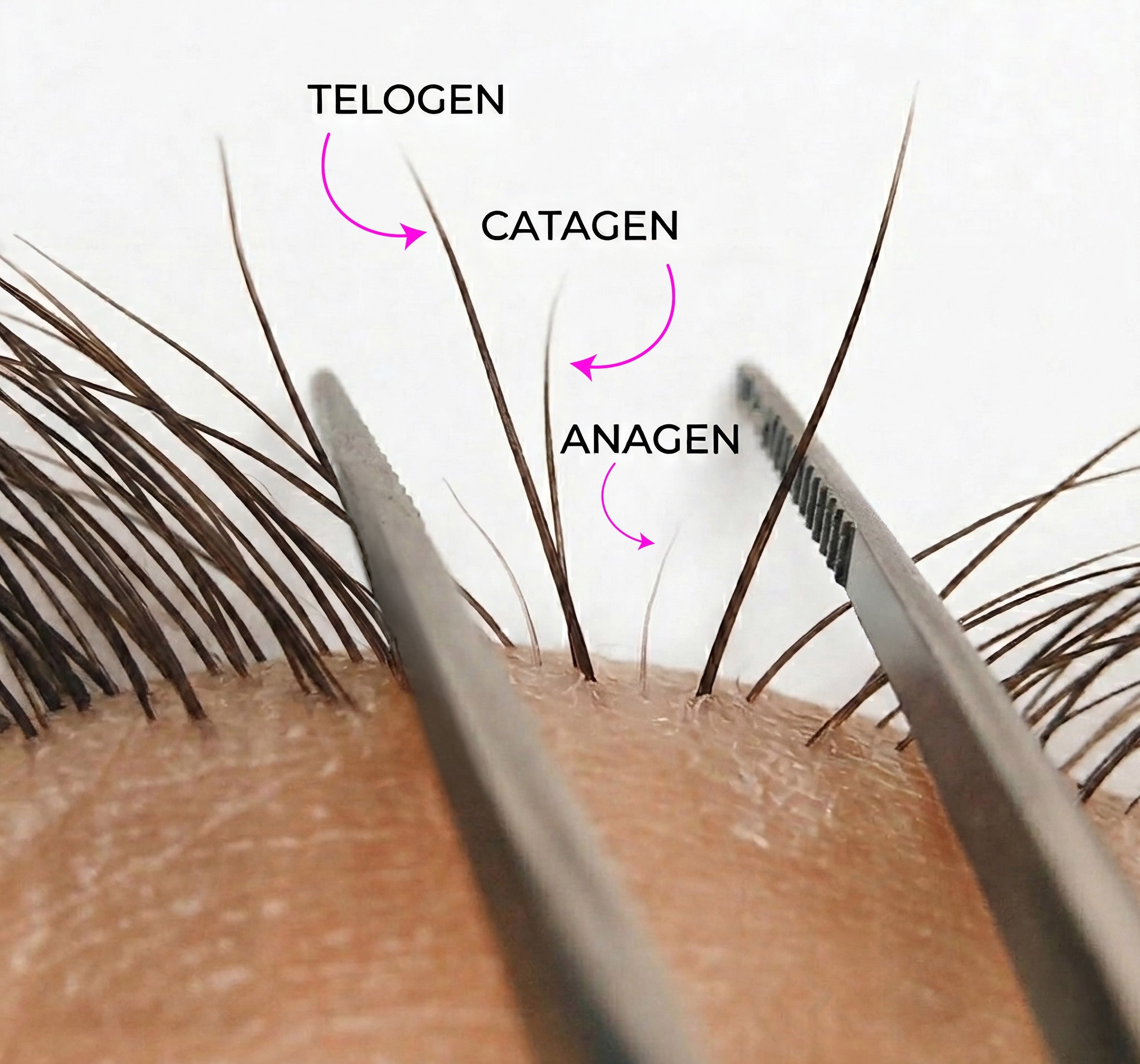 Coping with client’s concerns: natural lash cycles - Stacy Lash
